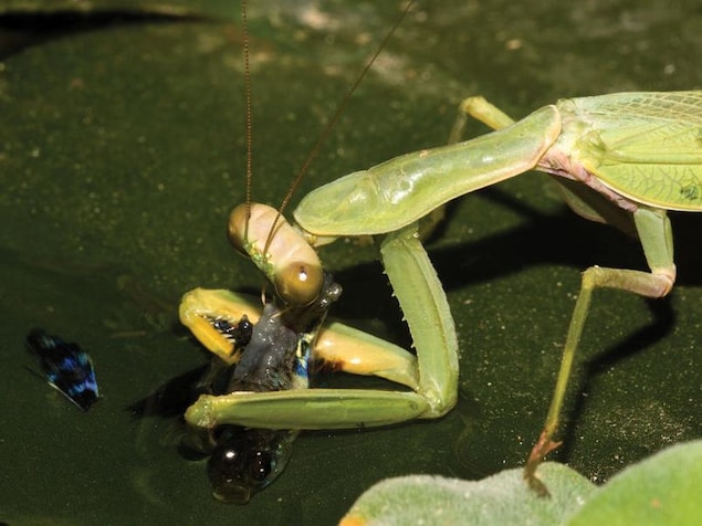 La mante s’est servie de ses mandibules pour attraper les poissons qu’elle menait directement à sa gueule. La mante s’est servie de ses mandibules pour attraper les poissons qu’elle menait directement à sa gueule.