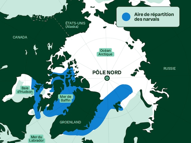Carte illustrant les populations de narvals dans la baie de Baffin, dans la baie d'Hudson et à l'est du Groenland.