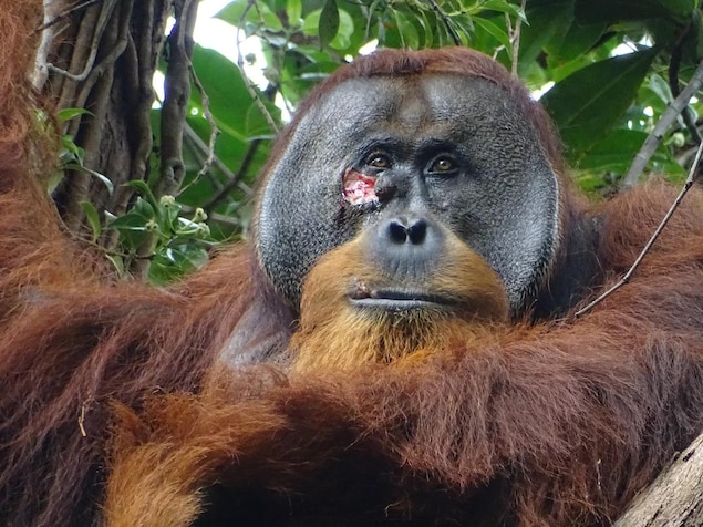 Un orang-outan de Sumatra avec une plaie au visage.