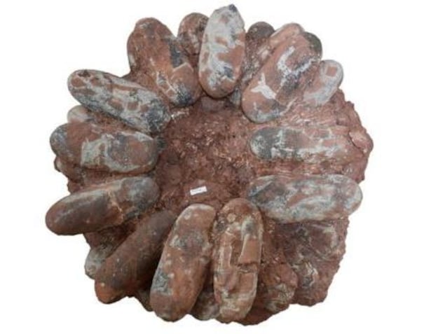 Le nid d'un oviraptorosaure de taille régulière. Le nid d'un oviraptorosaure de taille régulière.