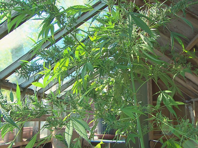 Faire pousser du cannabis chez soi, pas si facile que ça | ICI.Radio ... Faire pousser du cannabis chez soi, pas si facile que ça | ICI.Radio ...