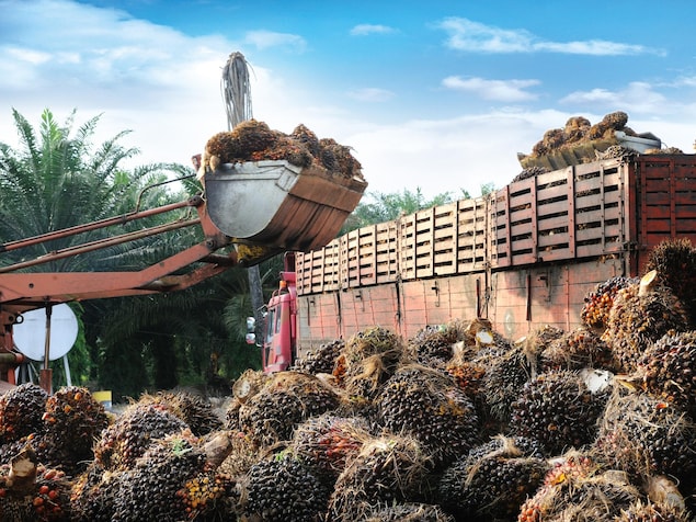 Les fruits sont récoltés puis placés dans des camions. Les fruits sont récoltés puis placés dans des camions.