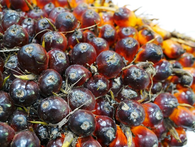 Les fruits sources de l'huile des palmiers. Les fruits sources de l'huile des palmiers.