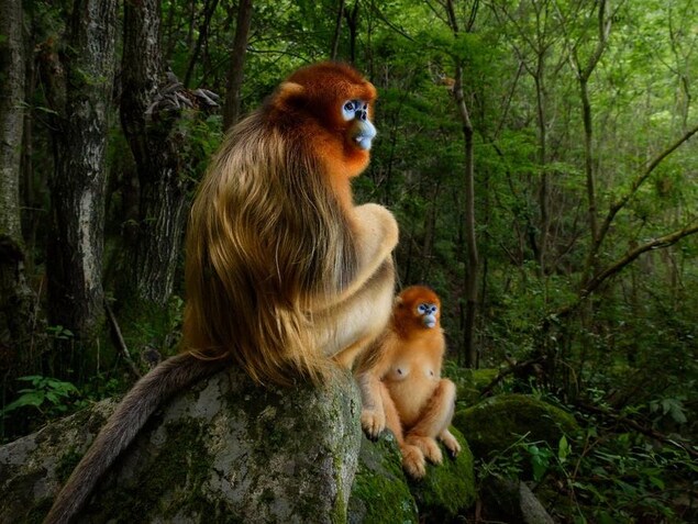 Un couple de singes. Un couple de singes.