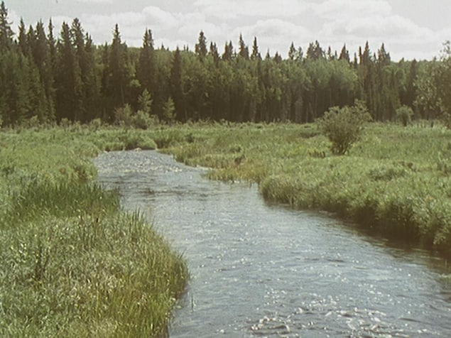 Une petite rivière avec des arbres et des roseaux qui l'entoure. Une petite rivière avec des arbres et des roseaux qui l'entoure.