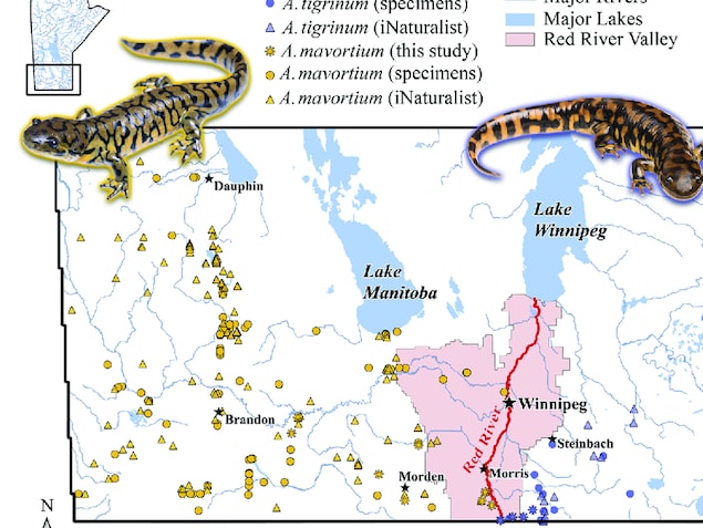 Des salamandres tigrées au Manitoba.