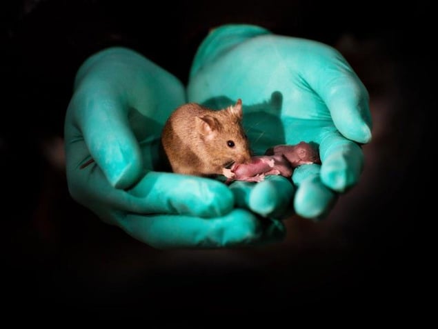 Une souris et deux bébés dans les mains d'un chercheur. Une souris et deux bébés dans les mains d'un chercheur.