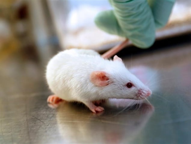 Une souris blanche, sur une table, maintenue par la main gantée d'un scientifique.