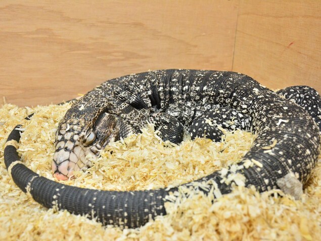 Un lézard. Un lézard.