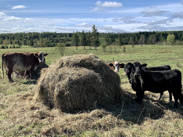Des vaches mangent du foin à même un balle de foin dans un champ.