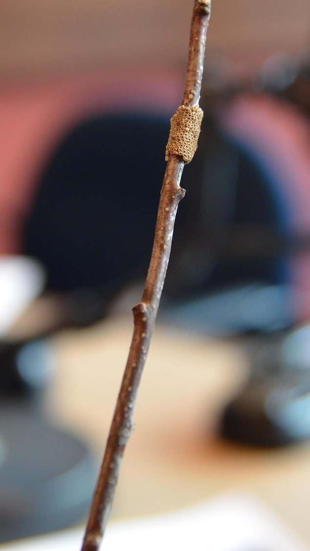 Une bague d'oeufs de la livrée des forêts sur une branche d'arbre