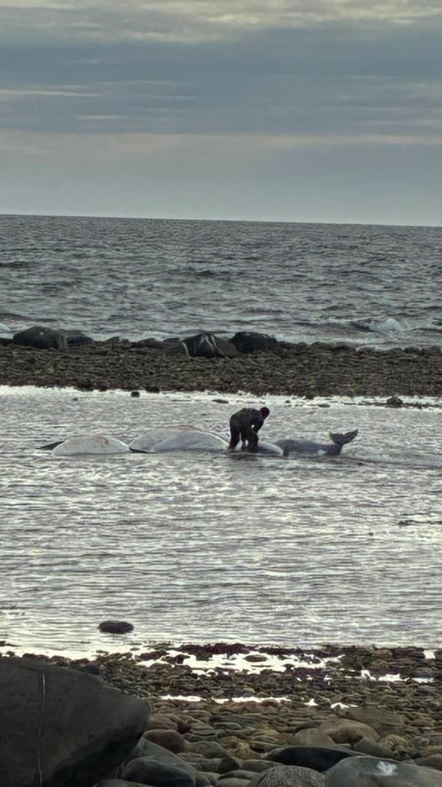 Des bélugas coincés dans de l'eau peu profonde.