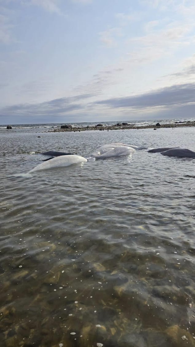 Des bélugas coincés dans de l'eau peu profonde.