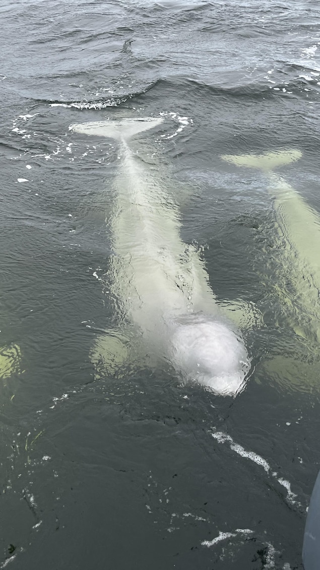 Des bélugas s'approchent d'un bateau de touristes.