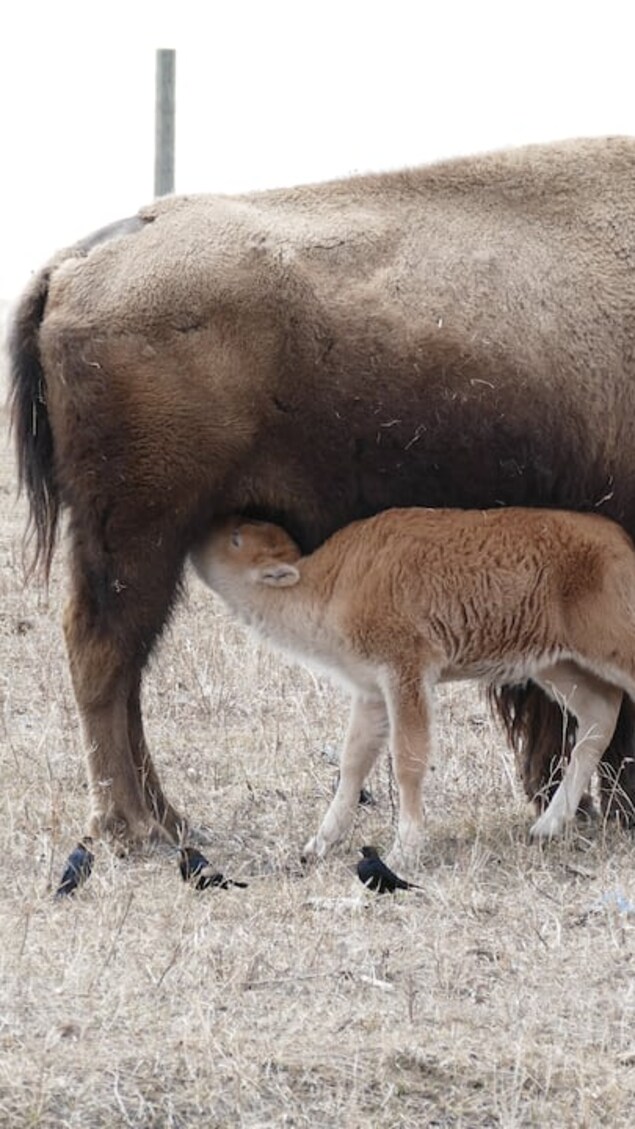 Le jeune bison blanc est allaité par sa mère, dans la Première Nation Dakota de Sioux Valley, à l'ouest de Brandon, au Manitoba.