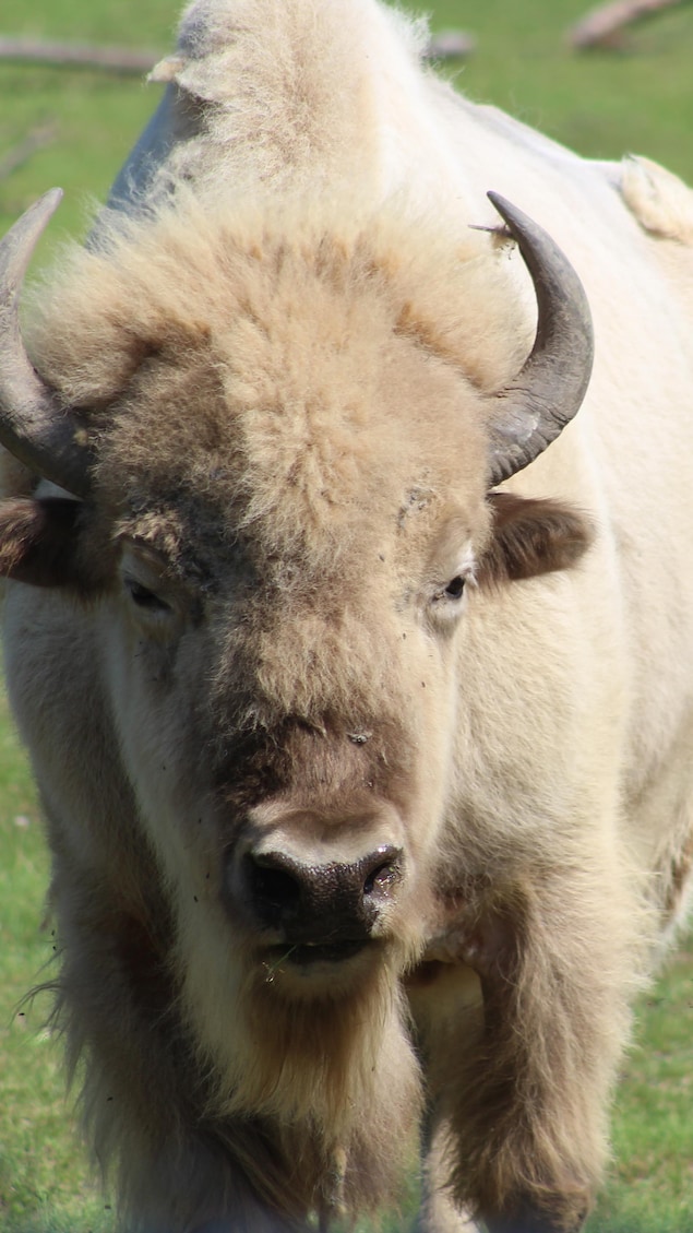 Blizzard le bison blanc.