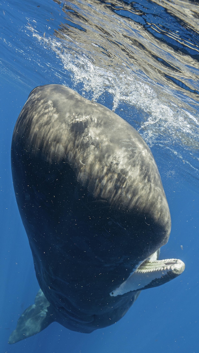 Photo sous-marine d'un cachalot qui s'approche de la surface.