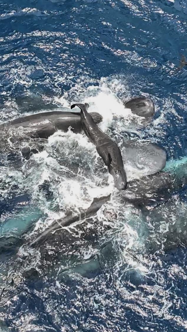 Un jeune cachalot est porté à la surface par ses congénères.