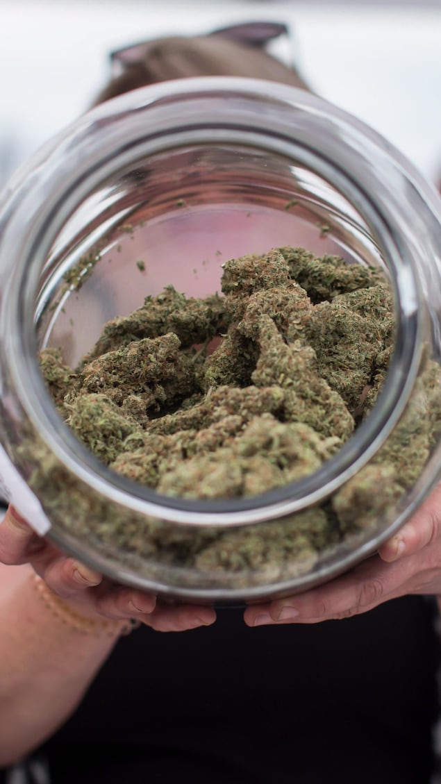 Une personne se cache le visage derrière une jarre ouverte et présentée à la caméra. Cette jarre contient du cannabis.