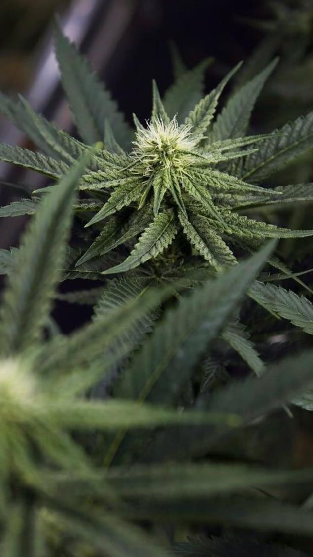 Une plante du cannabis 