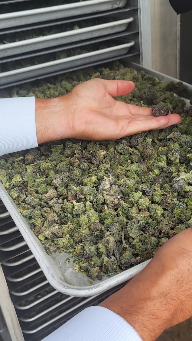Du cannabis sur un plateau.