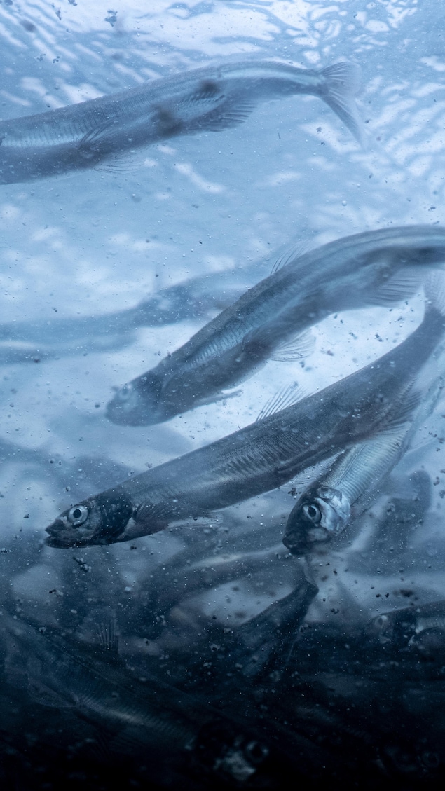 Des capelans dans l'eau. 