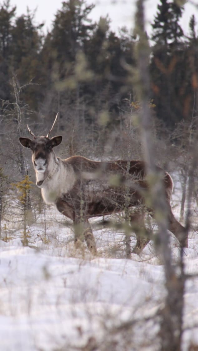 Trois caribous en forêt boréale.