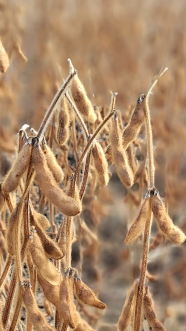 Un champ de soya séché.