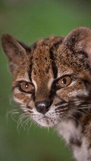 Cette Nouvelle Esp ce De Chat Vient D tre D couverte En Bref Radio 