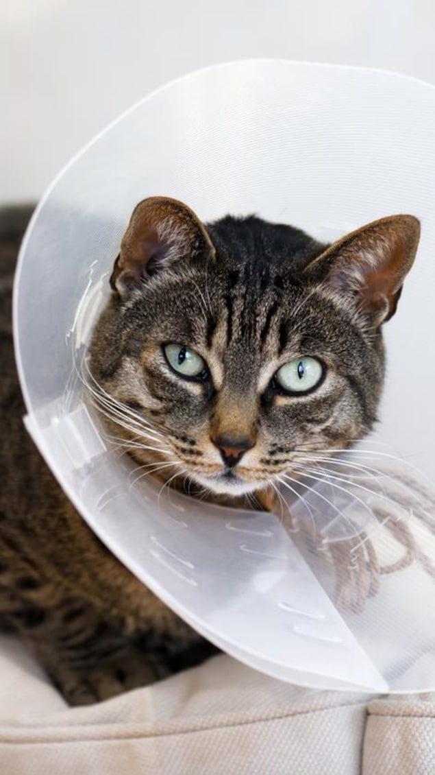 Minerve De Protection Pour Chat – Collier élisabéthain Souple Et Réglable – Pour Empêcher De Lécher Les Plaies, Après Opération – Tour De Cou 20-35 Cm - 8
