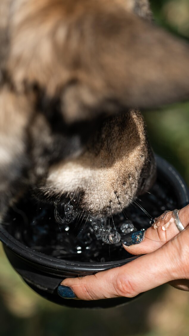 Une main humaine tenant un bol rempli d'eau et un chien en train de boire.