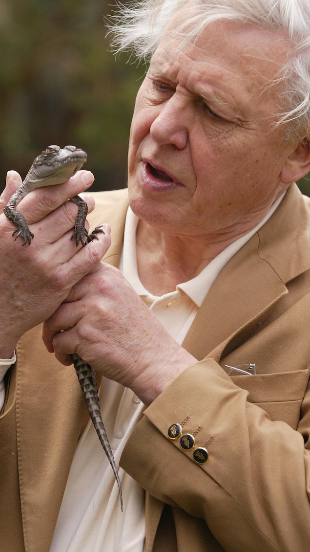 David Attenborough tient un bébé crocodile. 