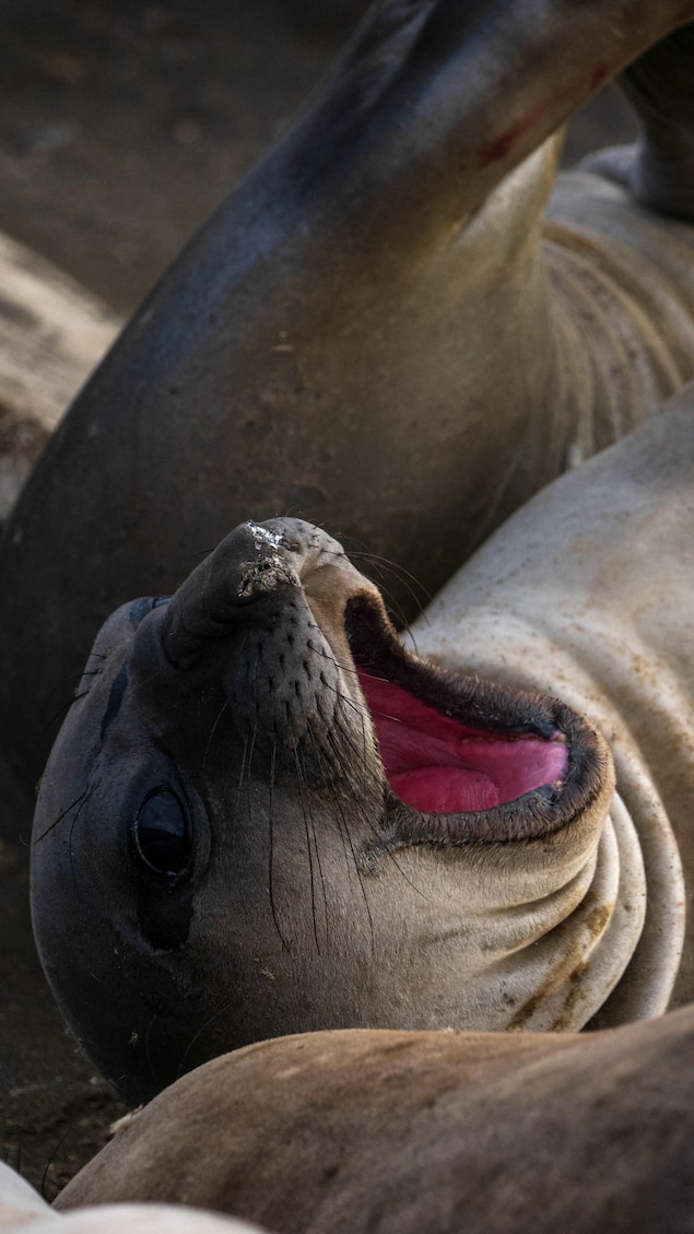 Un éléphant de mer austral sur l'île de la Possession, qui fait partie des îles Crozet, un archipel subantarctique dans le sud de l'océan Indien.