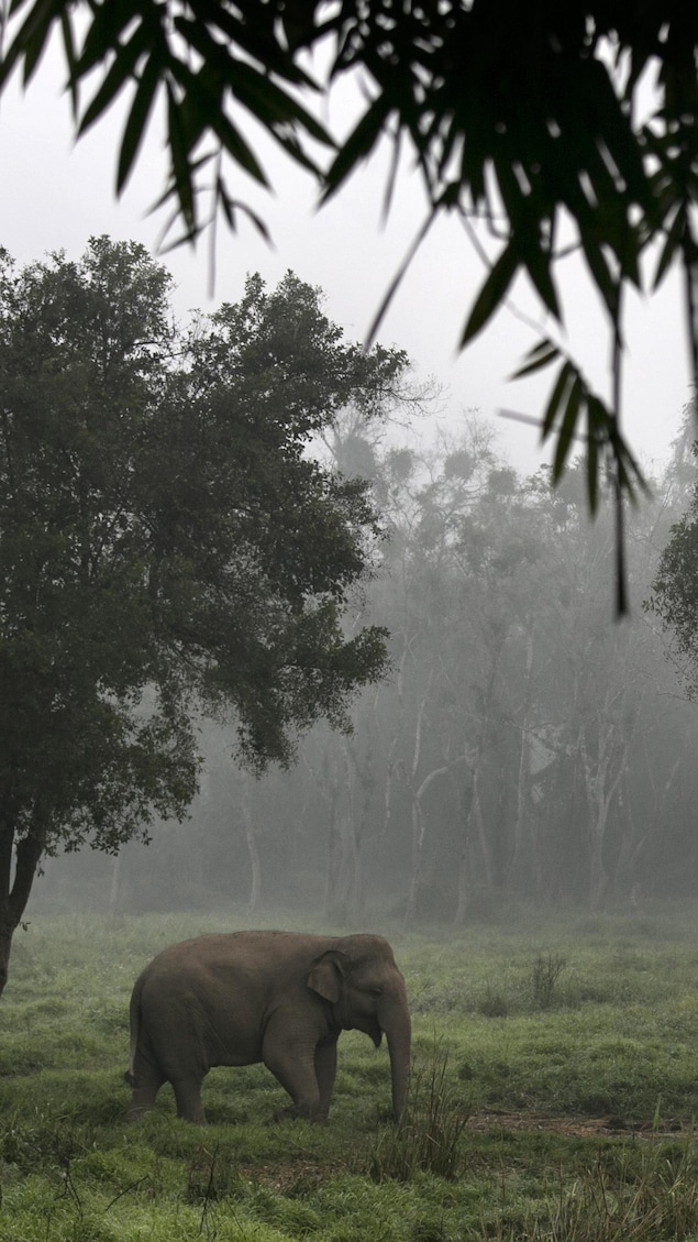 Éléphant dans la nature en Thailande