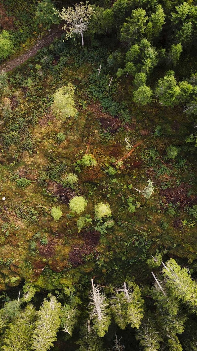 Vue aérienne de la forêt de Nordmarka.