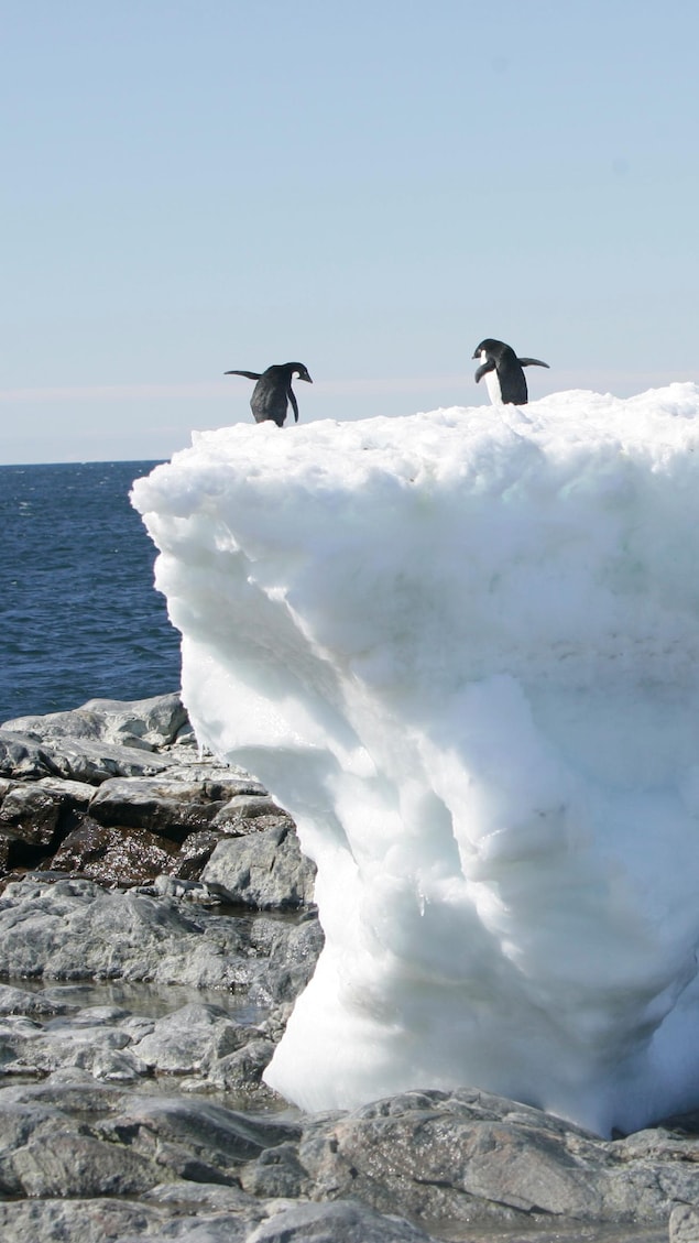 Des pingouins se tiennent sur un bloc de glace fondant lentement, en Antarctique.