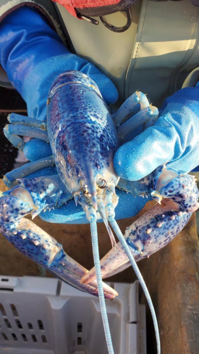 Un pêcheur tient dans ses mains un homard.