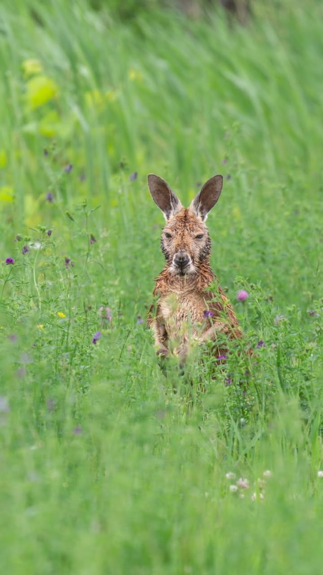 L'animal de face dans des hautes herbes.