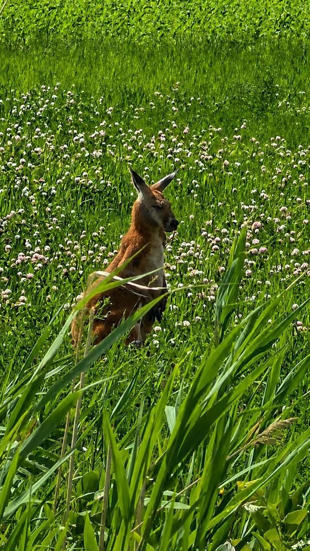 L'animal a été photographié dans un champ.