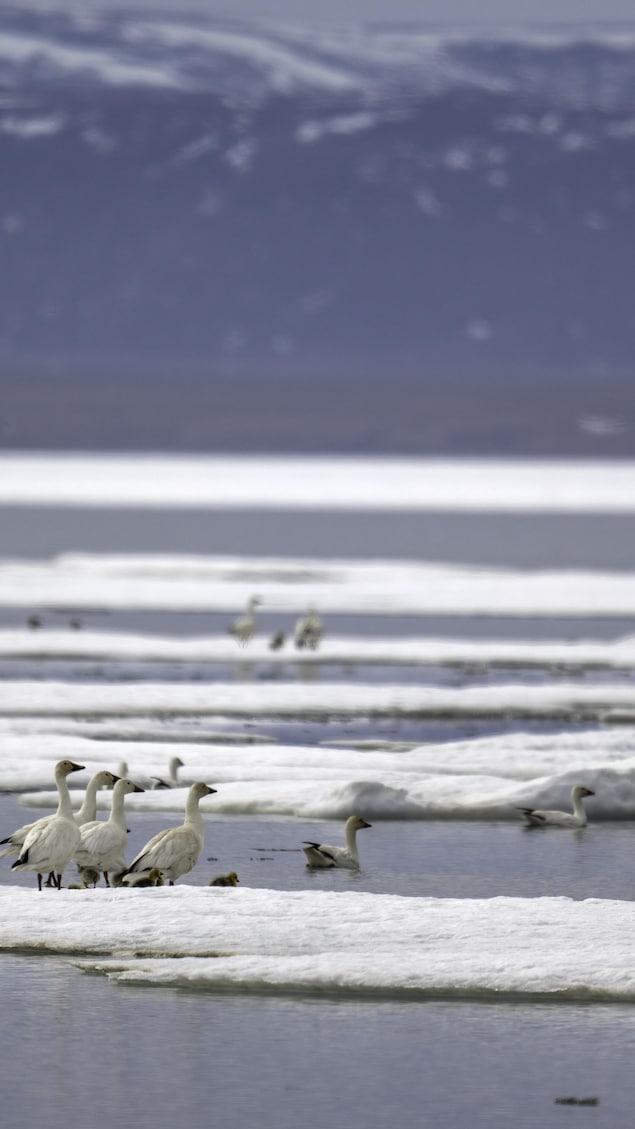 Des oies des neiges sur la banquise, près de l'île Bylot, au Nunavut, en été 2025.
