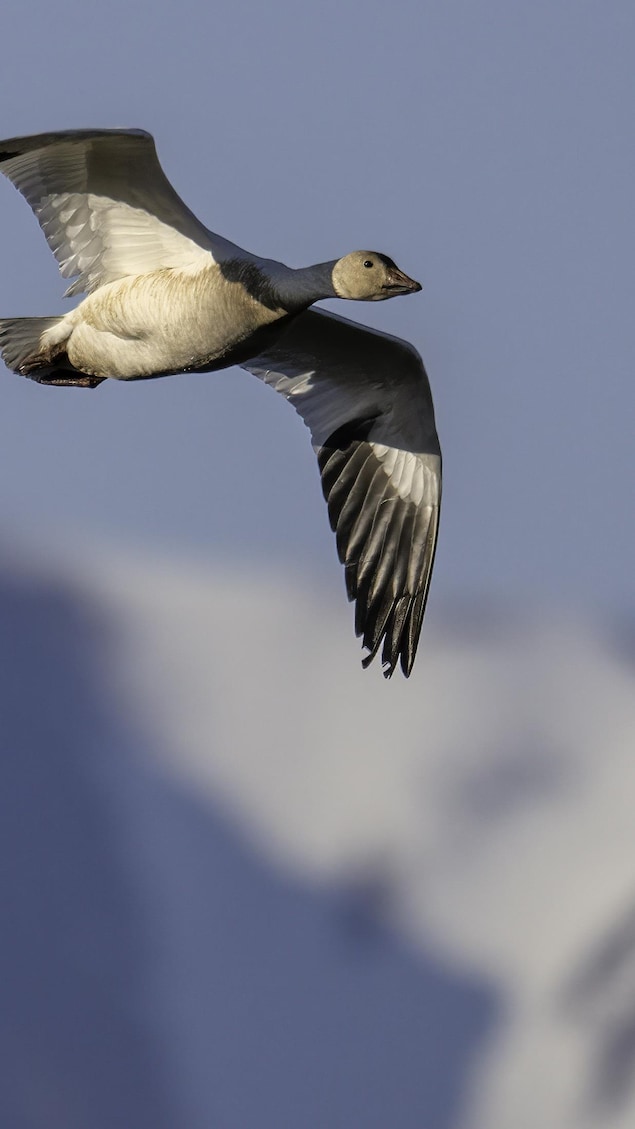 Une oie des neiges qui vole. 