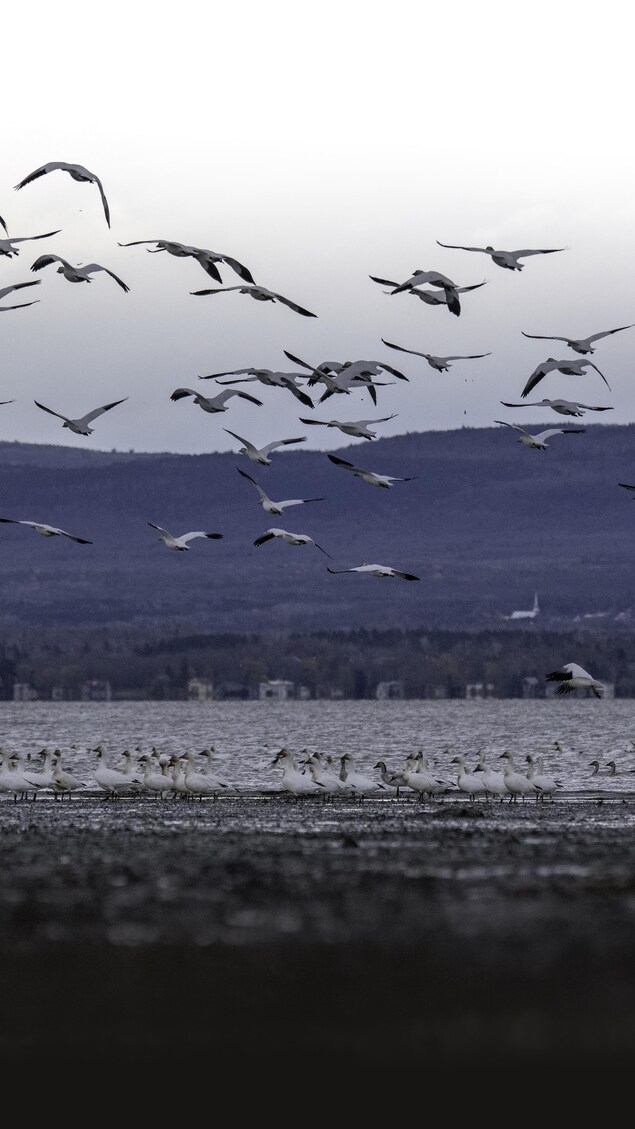Des oies des neiges qui s'envolent au bord de l'eau, à l'île aux Grues, au Québec, à l'été 2025.