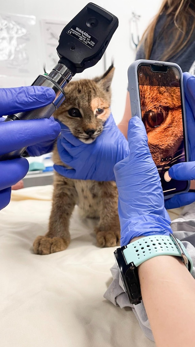 Un lynx se fait examiner les yeux - photo du 10 septembre 2025.