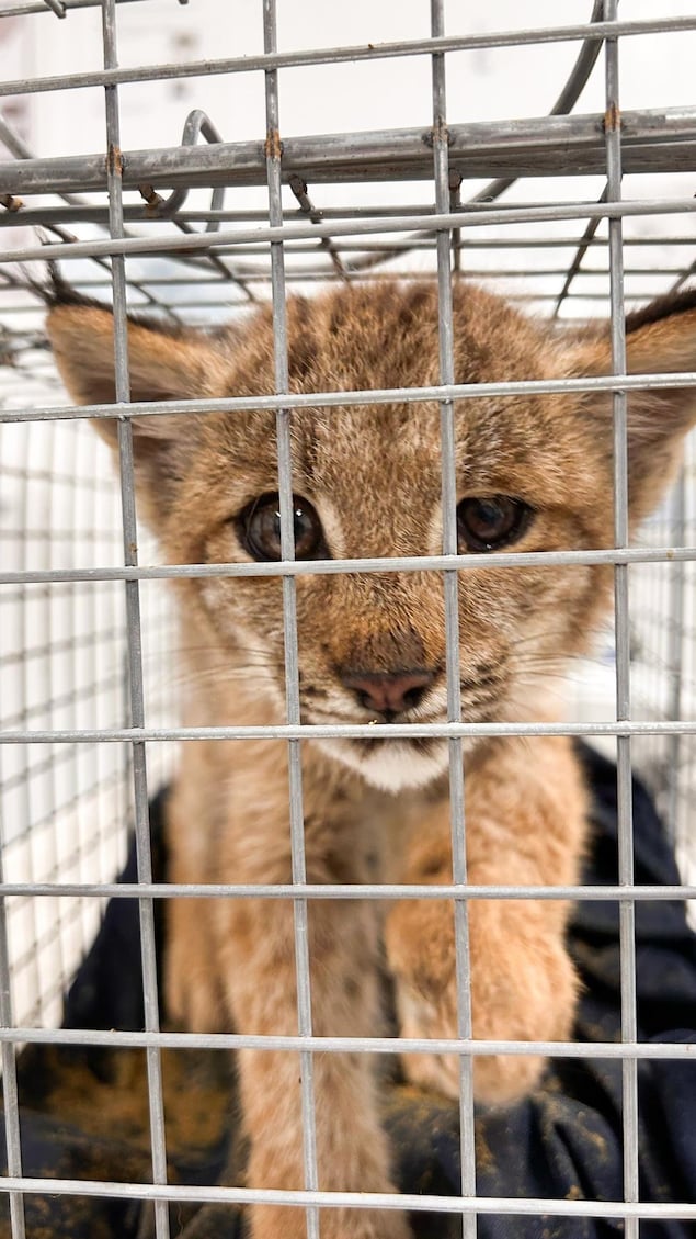 Lumi le lynx dans une cage de transport le 4 septembre 2025.