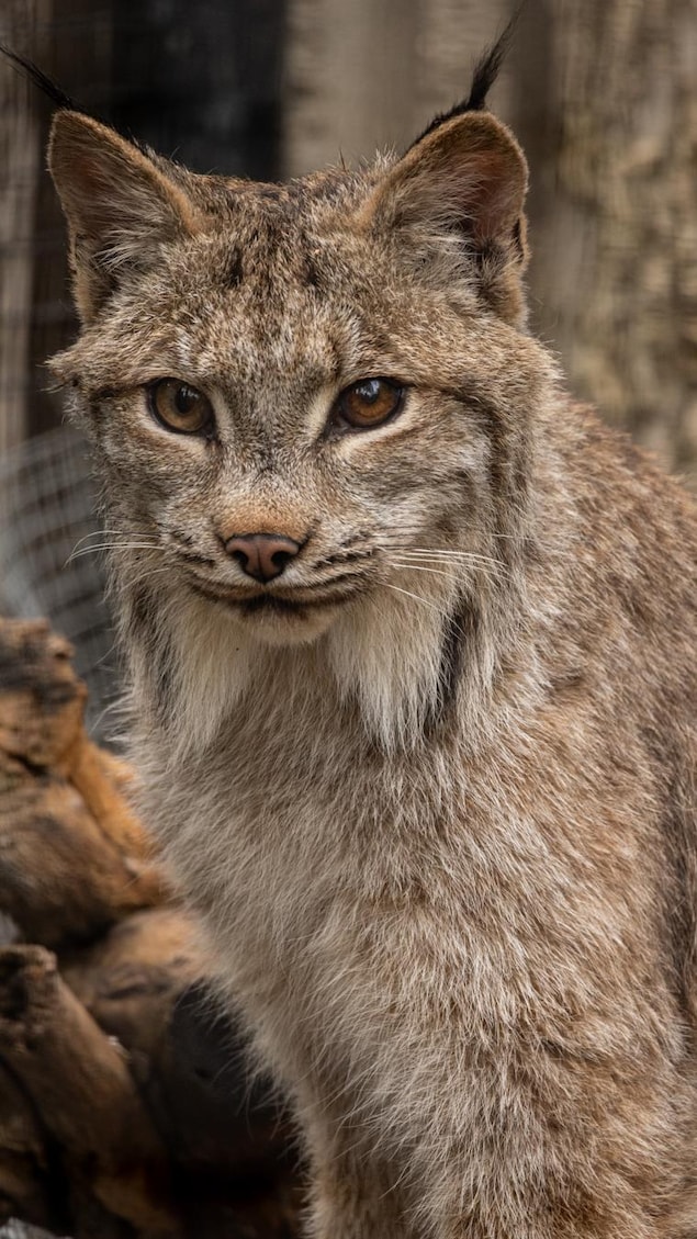 Lumi le lynx.