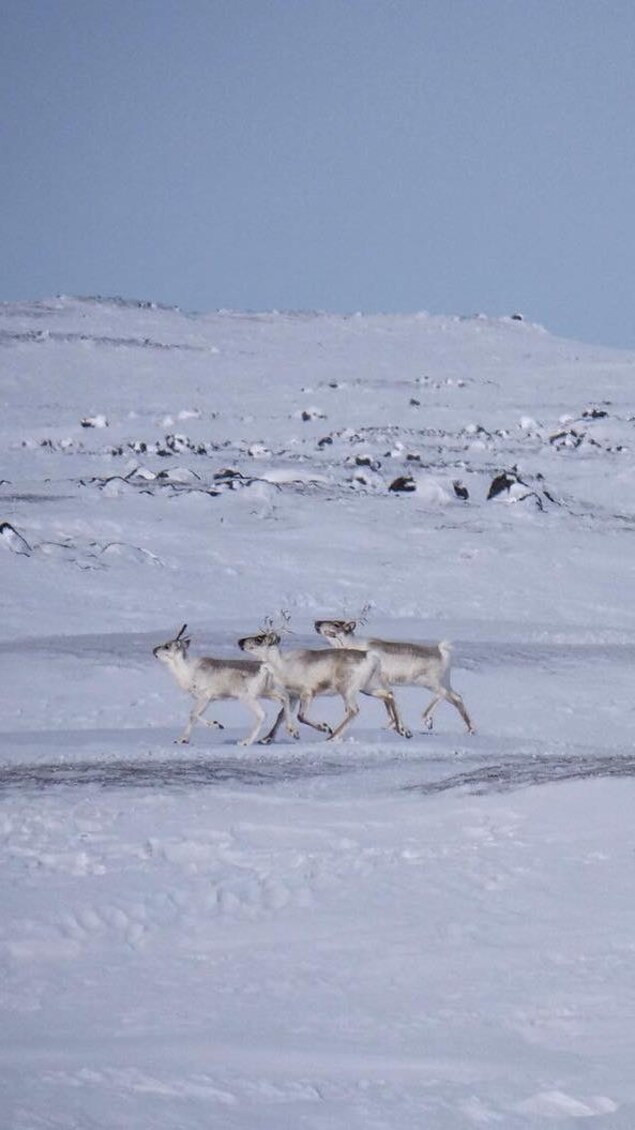 Des caribous au nord d'Iqaluit, au Nunavut, le 23 mars 2021.