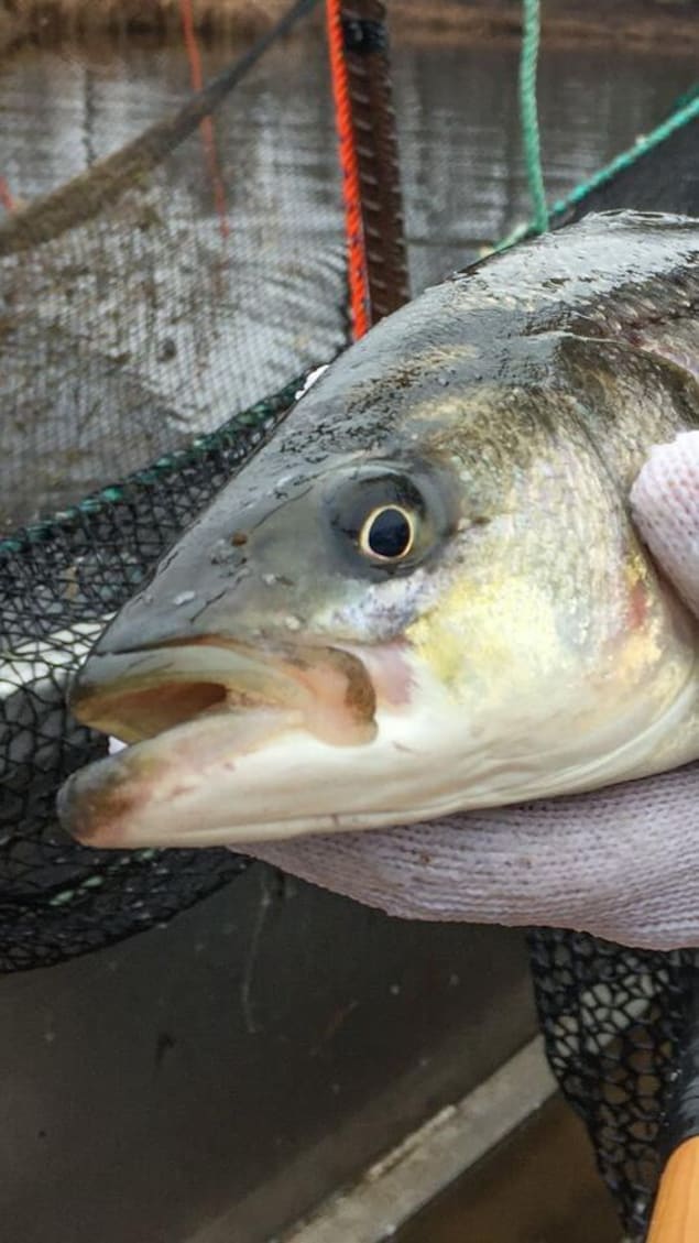 Un bar rayé. 