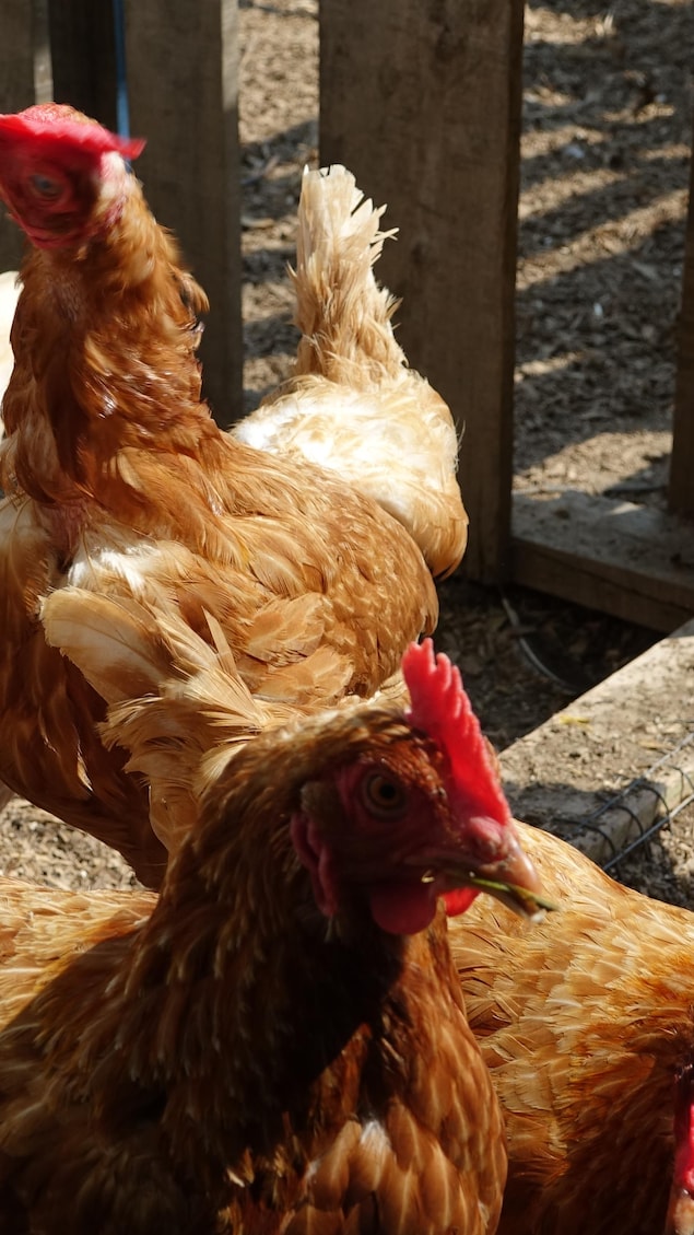 Des poules brunes sortent d'un poulailler.