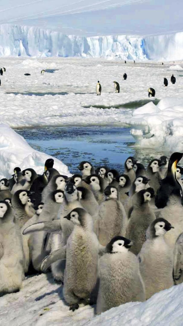 Manchots et poussins se déplacent sur la glace. 