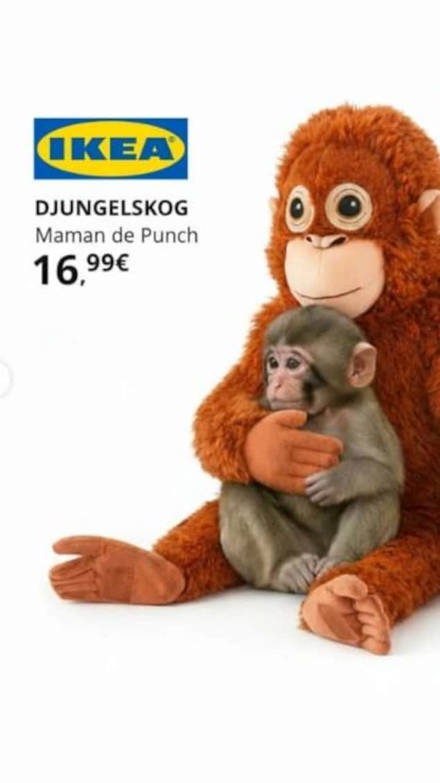 Les images de ce bébé singe font le tour du monde | En bref | Radio-Canada